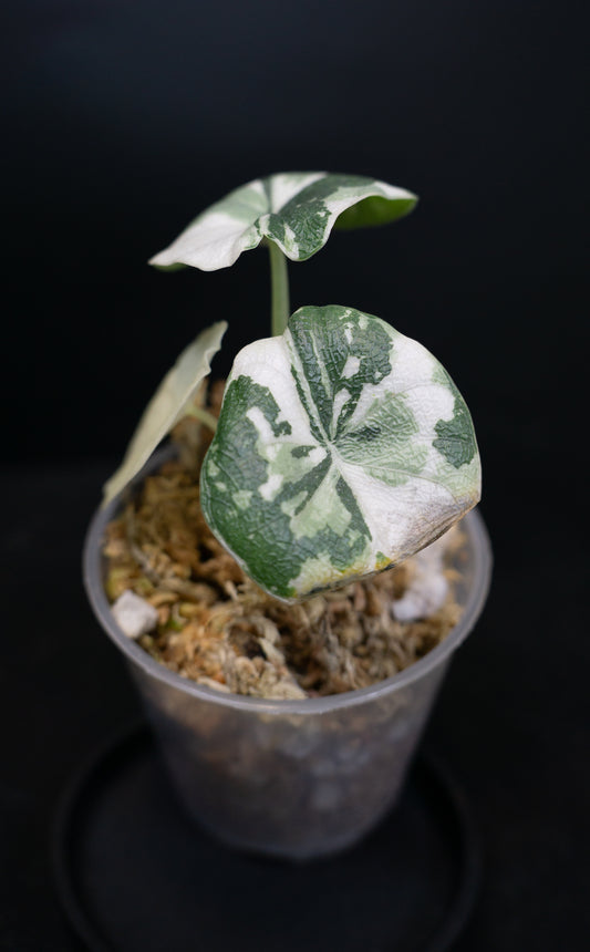 Alocasia Melo Albo Variegated (1504)