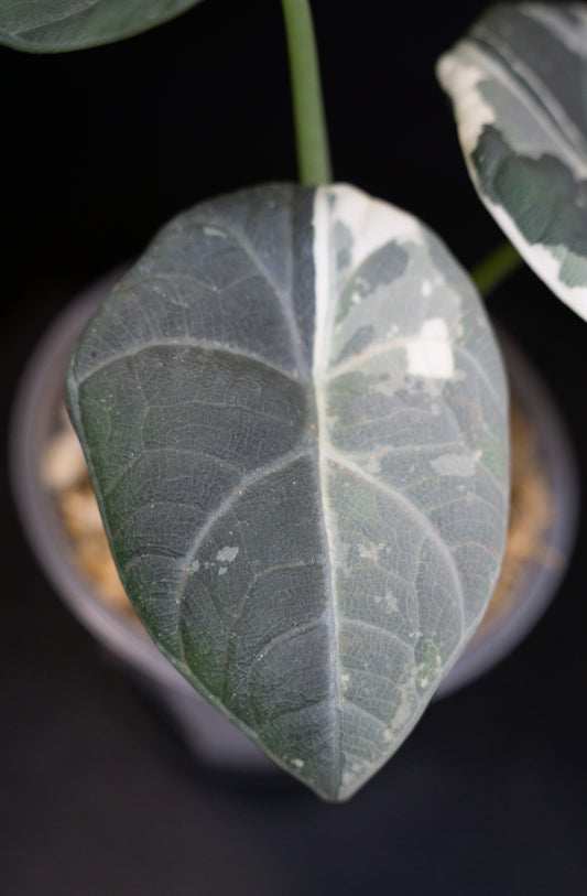 Alocasia Maharani Albo *Mother Plant* (1505)