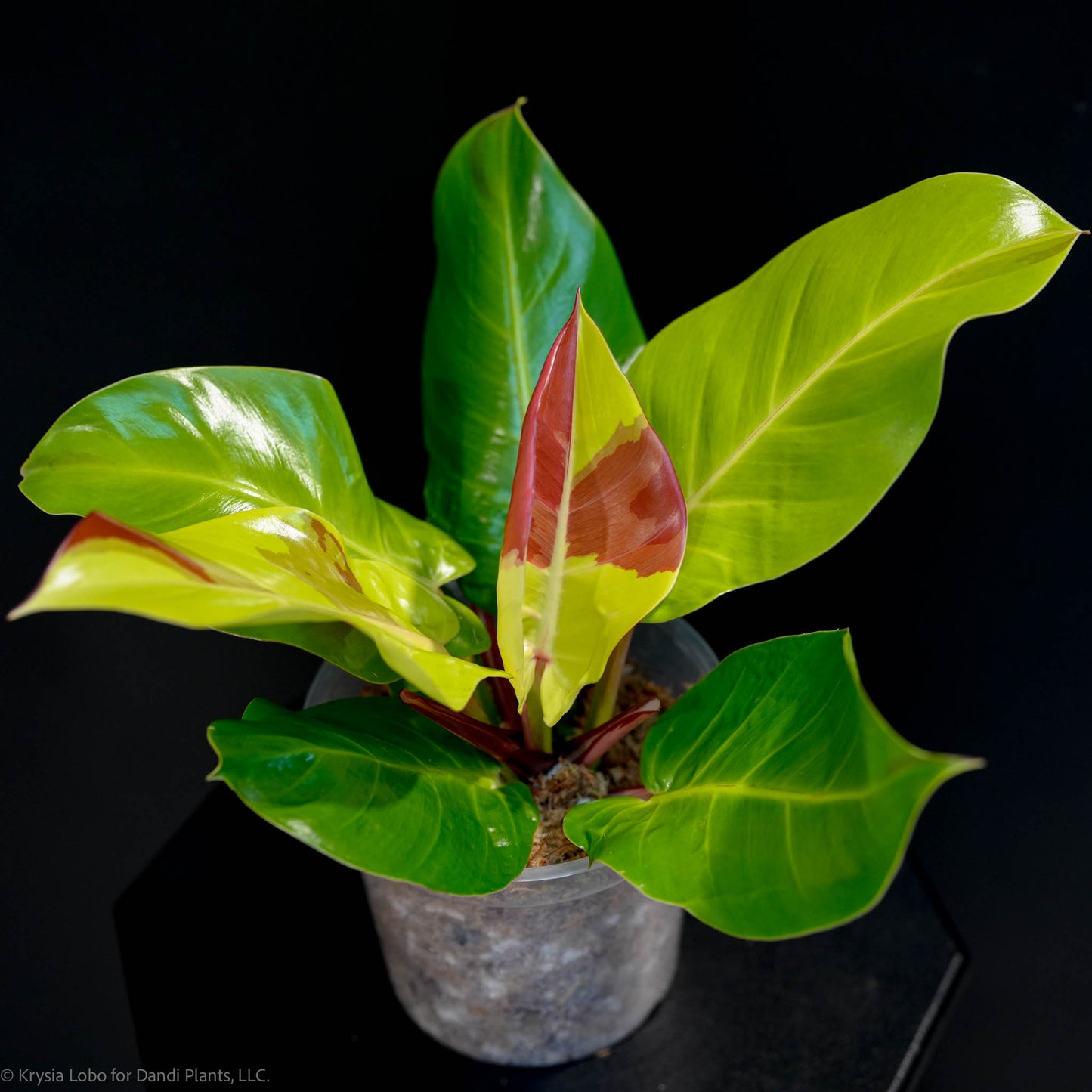 Philodendron Erubescens 'Yellow Flame Red Moon' (SD47-01)