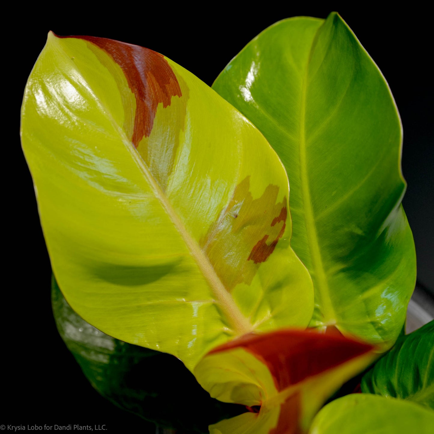 Philodendron Erubescens 'Yellow Flame Red Moon' (SD47-01)