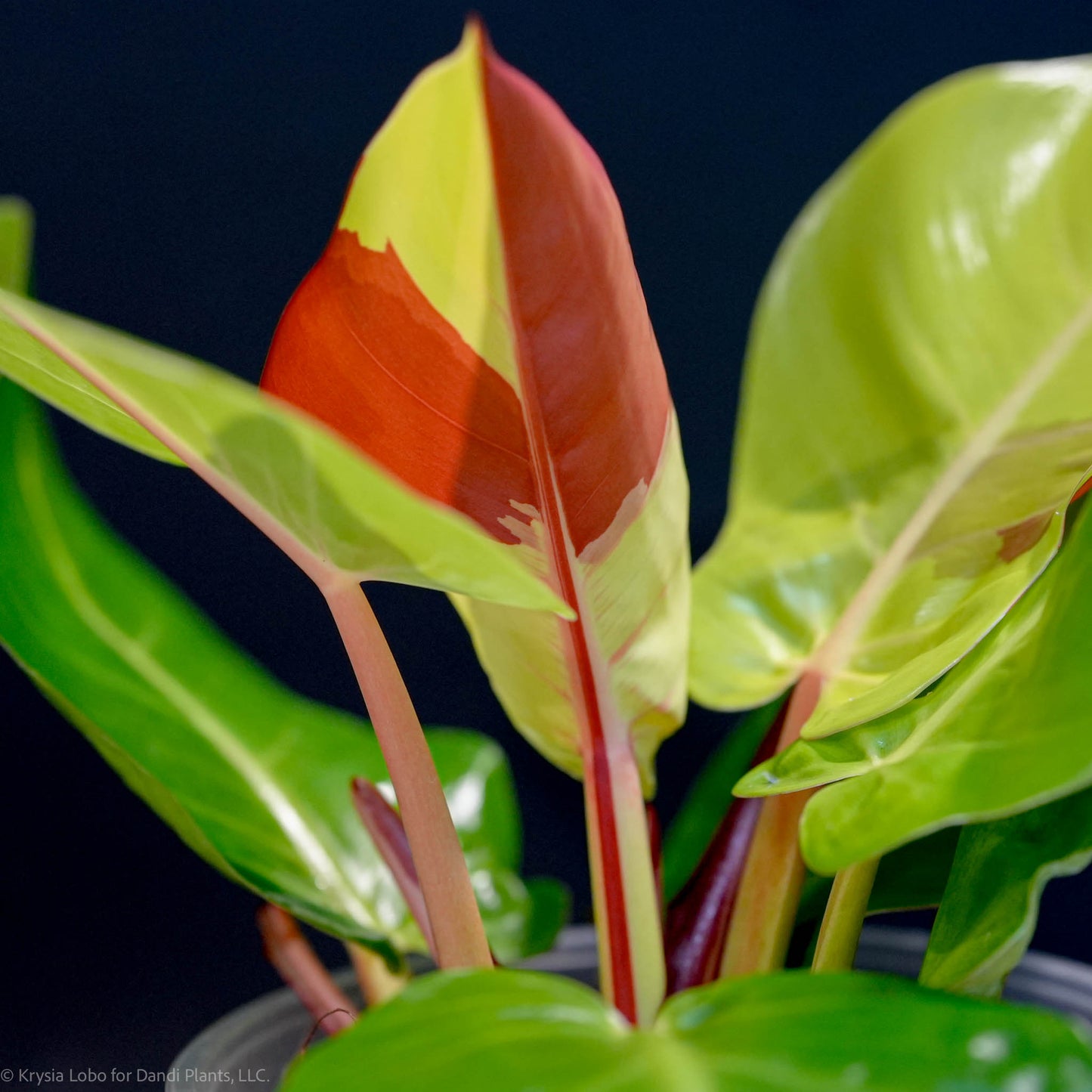 Philodendron Erubescens 'Yellow Flame Red Moon' (SD47-01)
