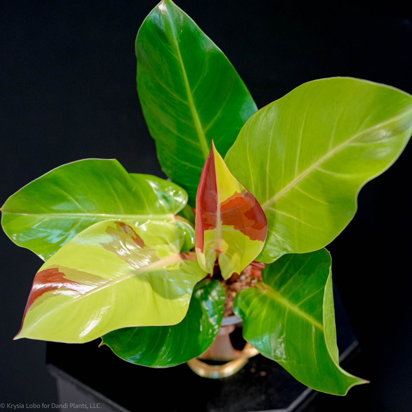 Philodendron Erubescens 'Yellow Flame Red Moon' (SD47-01)