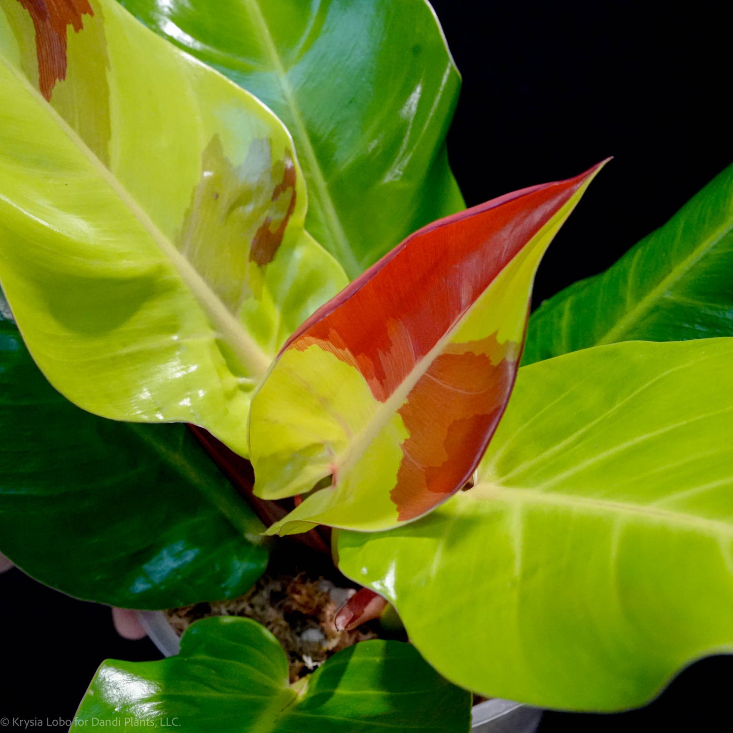 Philodendron Erubescens 'Yellow Flame Red Moon' (SD47-01)