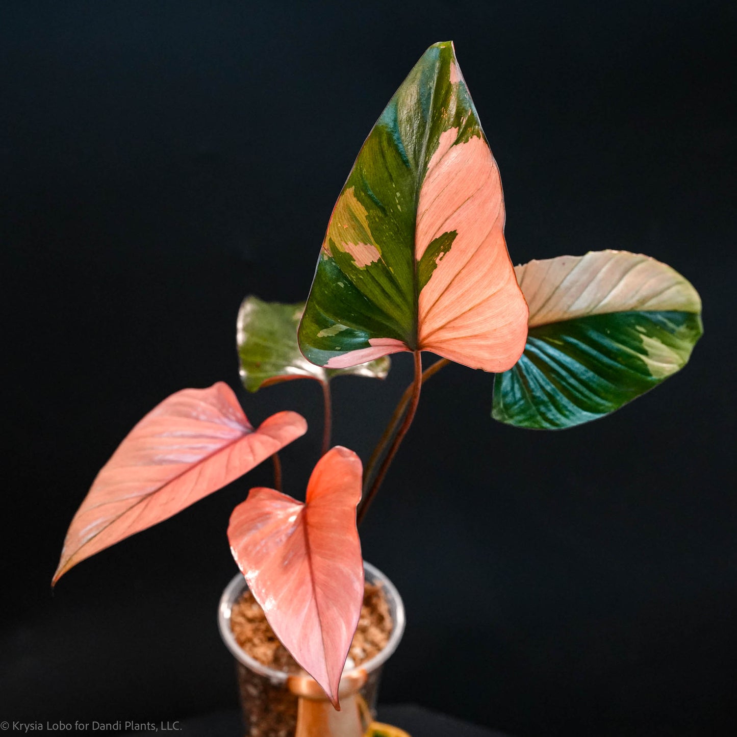 Homalomena Cf. Aromatica (Spreng.) Variegated 'Pink Diamond' *Grower's Choice*