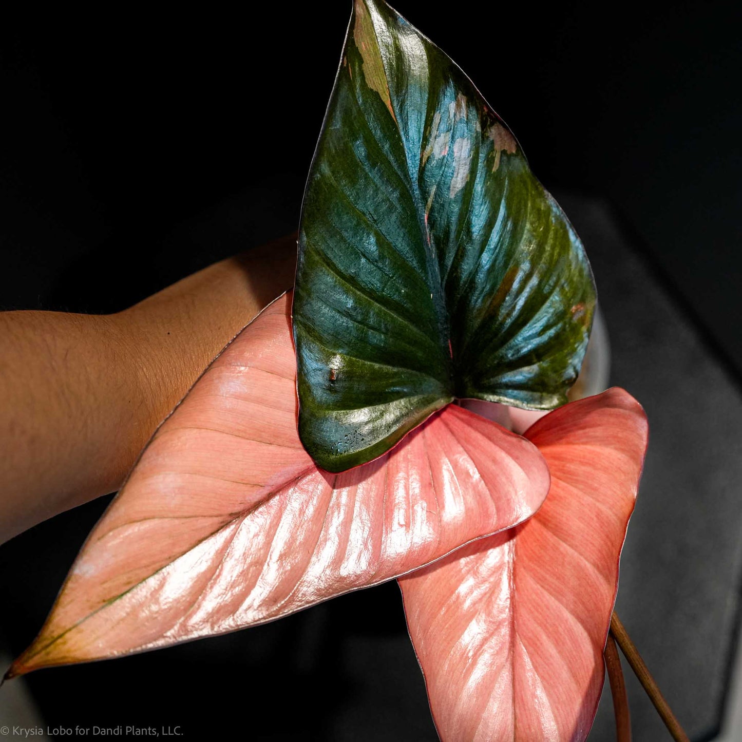 Homalomena Cf. Aromatica (Spreng.) Variegated 'Pink Diamond' *Grower's Choice*