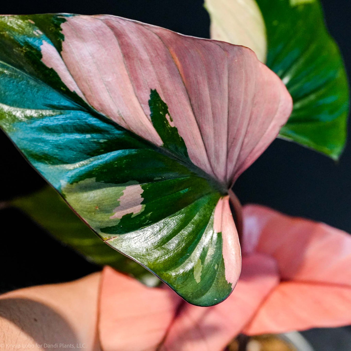 Homalomena Cf. Aromatica (Spreng.) Variegated 'Pink Diamond' *Grower's Choice*