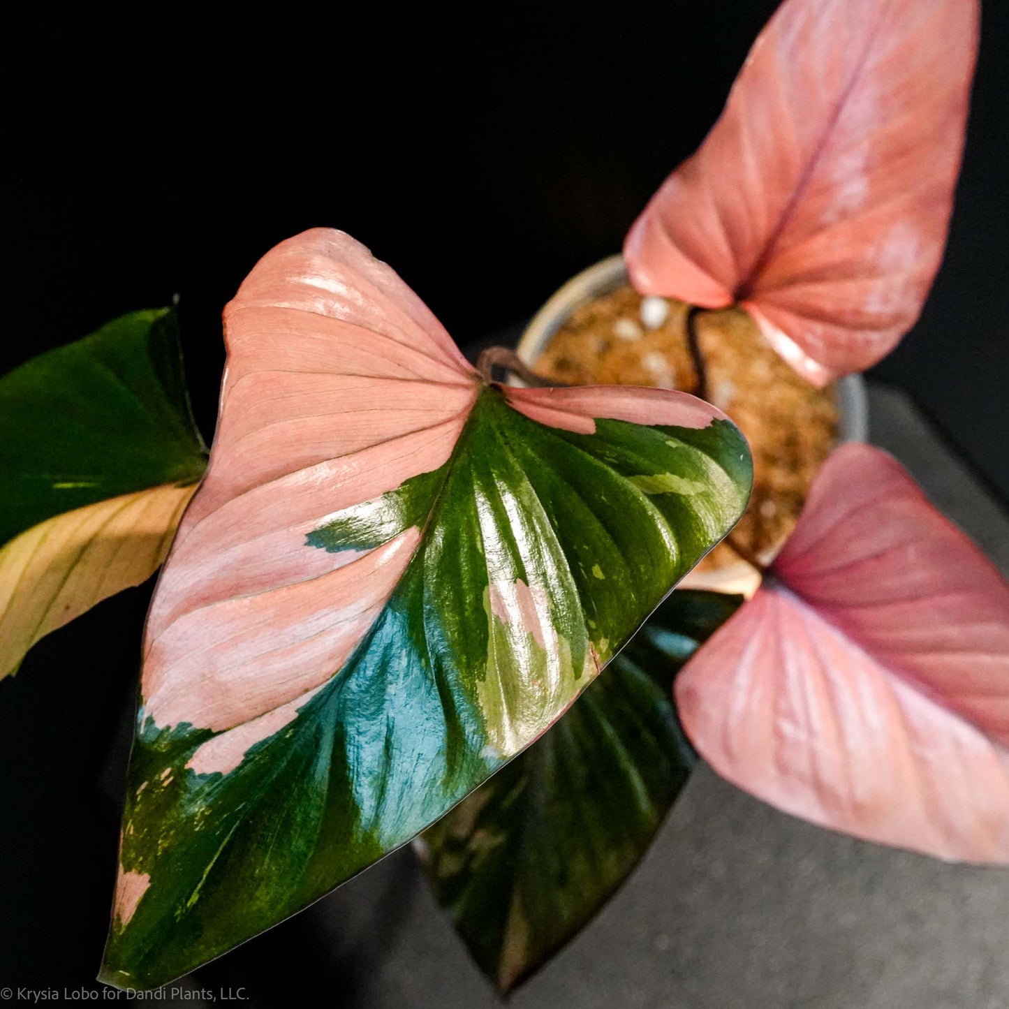 Homalomena Cf. Aromatica (Spreng.) Variegated 'Pink Diamond' *Grower's Choice*