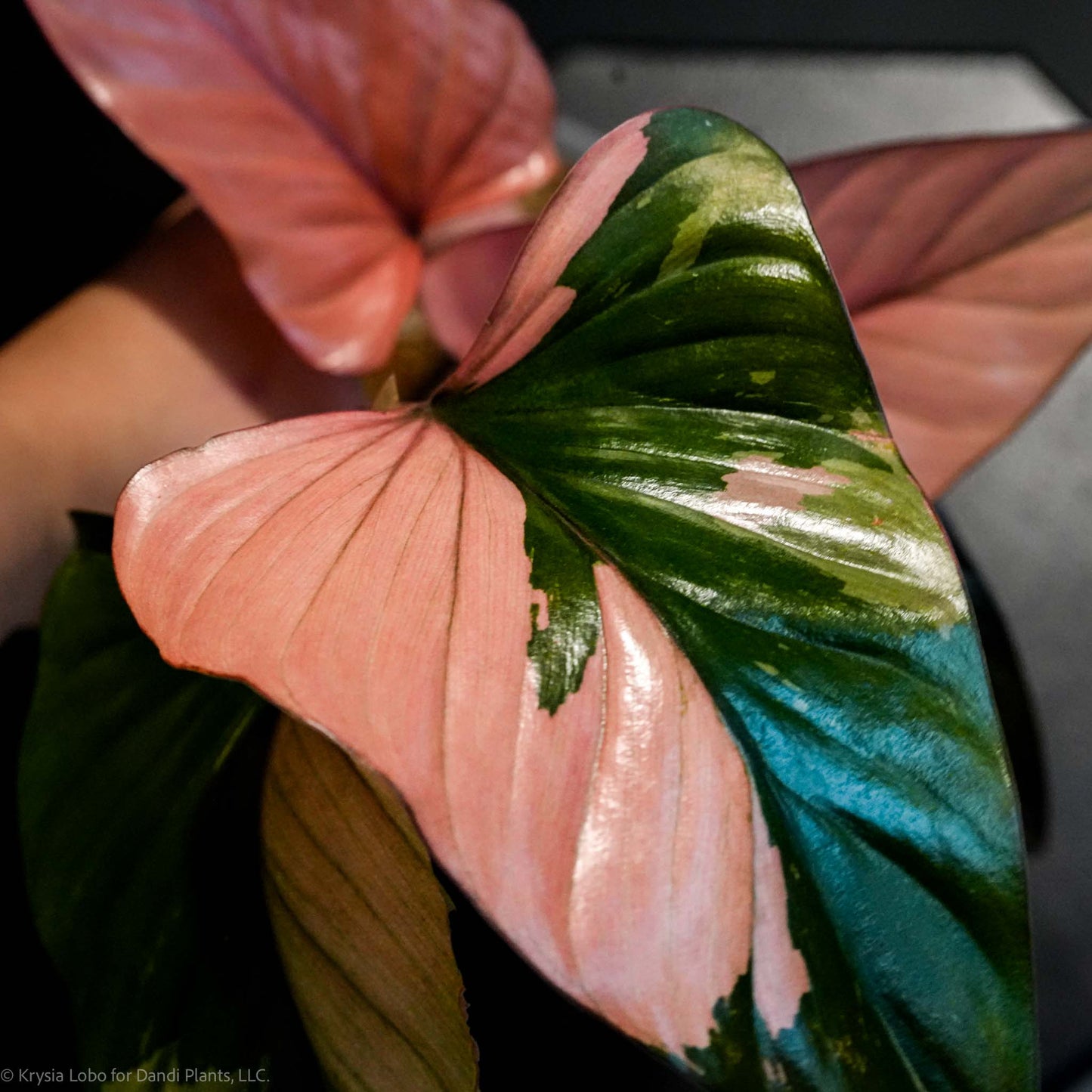 Homalomena Cf. Aromatica (Spreng.) Variegated 'Pink Diamond' *Grower's Choice*