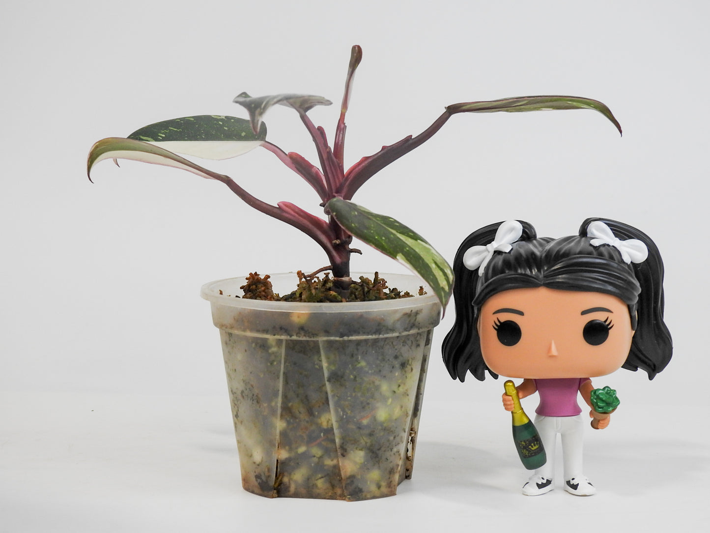 Philodendron Red Anderson (South American- Non TC) (3002)