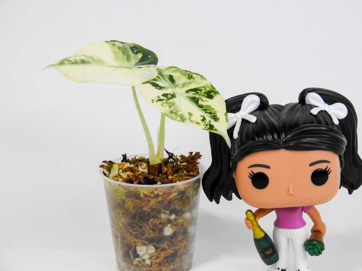 Alocasia 'Black Velvet' Ninja Albo (3011)