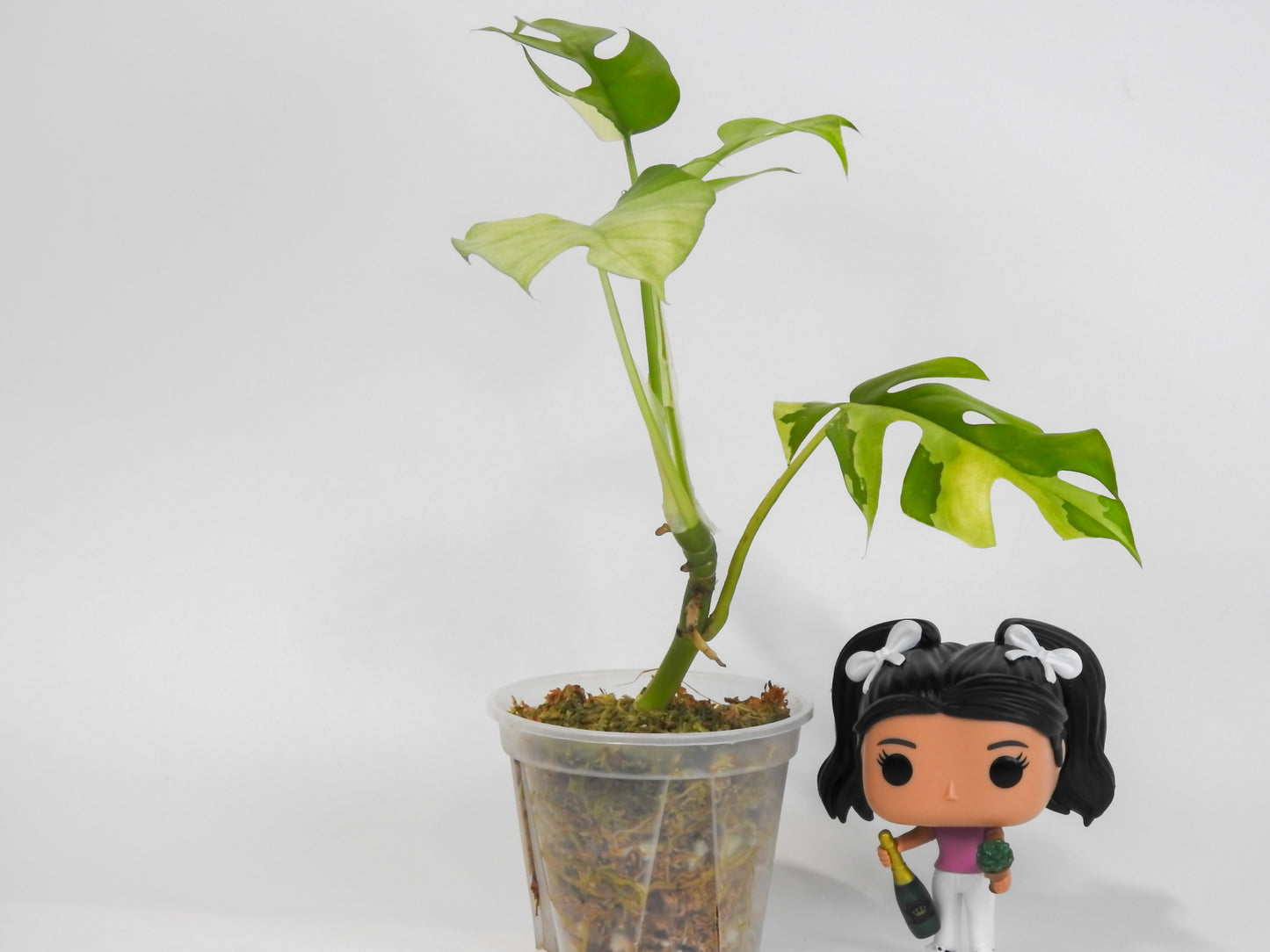 Rhaphidophora Tetrasperma Albo Variegated (3014)