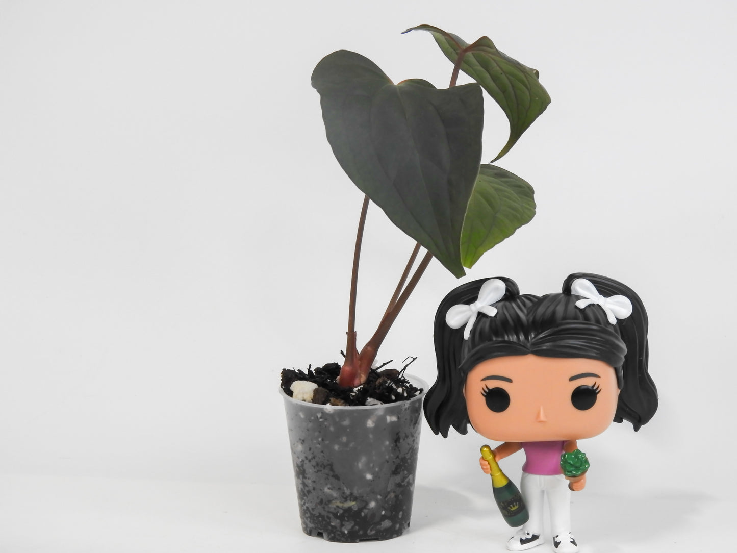Anthurium Black Velvet Indo Type x Night Dragon (3018)