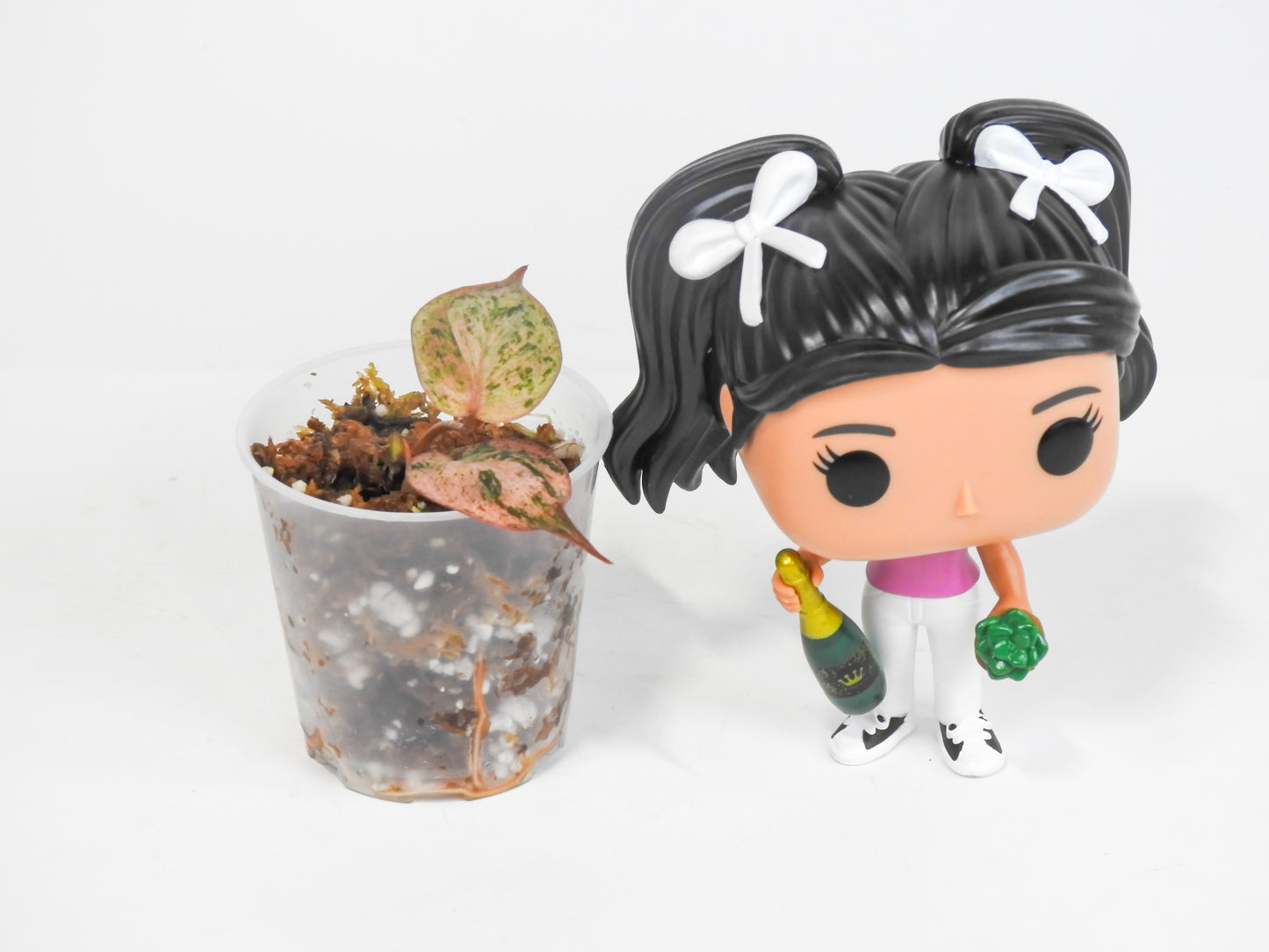Philodendron Micans Pink Mint (3022)