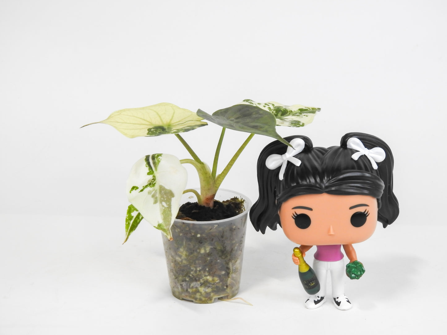 Alocasia Wentii Albo/Pink Variegated (3021)
