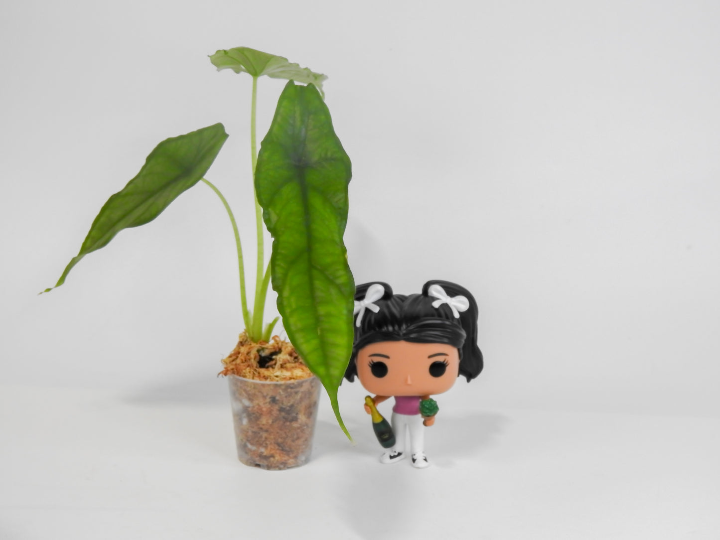 Alocasia Heterophylla 'Dragon's Breath' *Growers Choice*