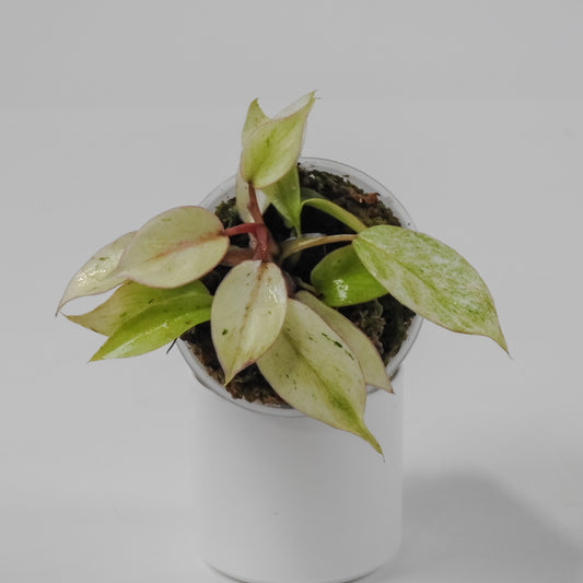 Philodendron 'Snowdrift' Variegated (3105)