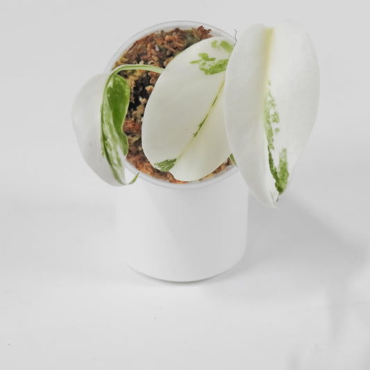 Monstera Deliciosa (LF) Albo (3107)