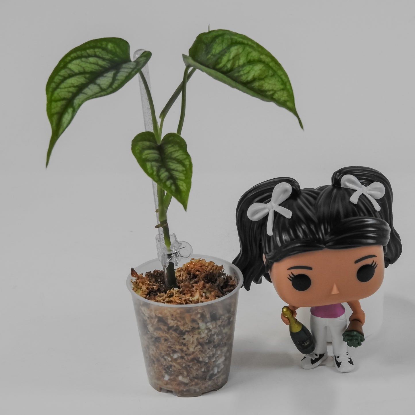 Monstera Siltepicana (3110)