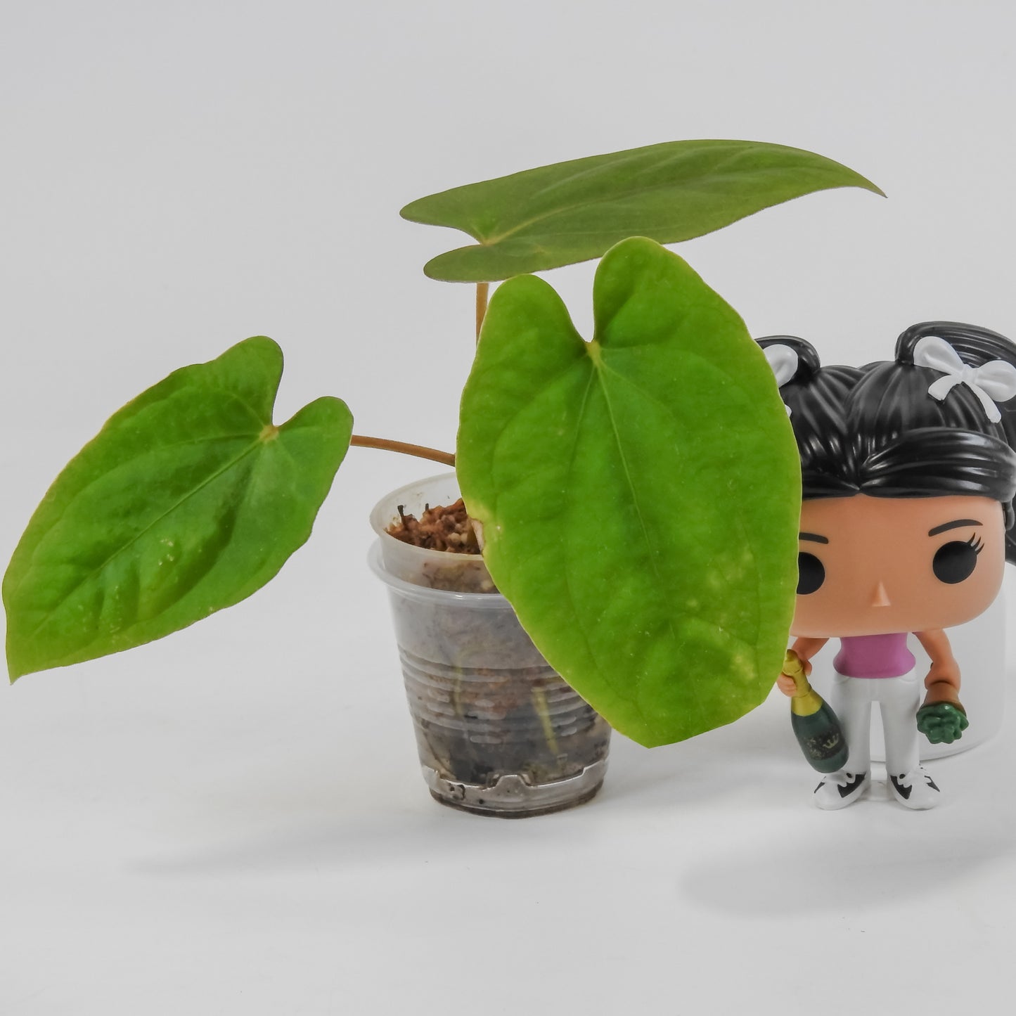 Anthurium Kunayalense x Dressleri (3112)