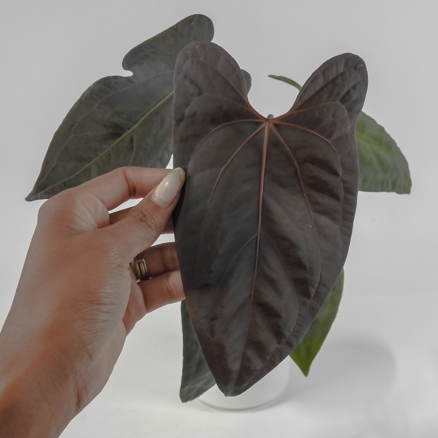 Anthurium Black Velvet Indo Type x Night Dragon (3121)