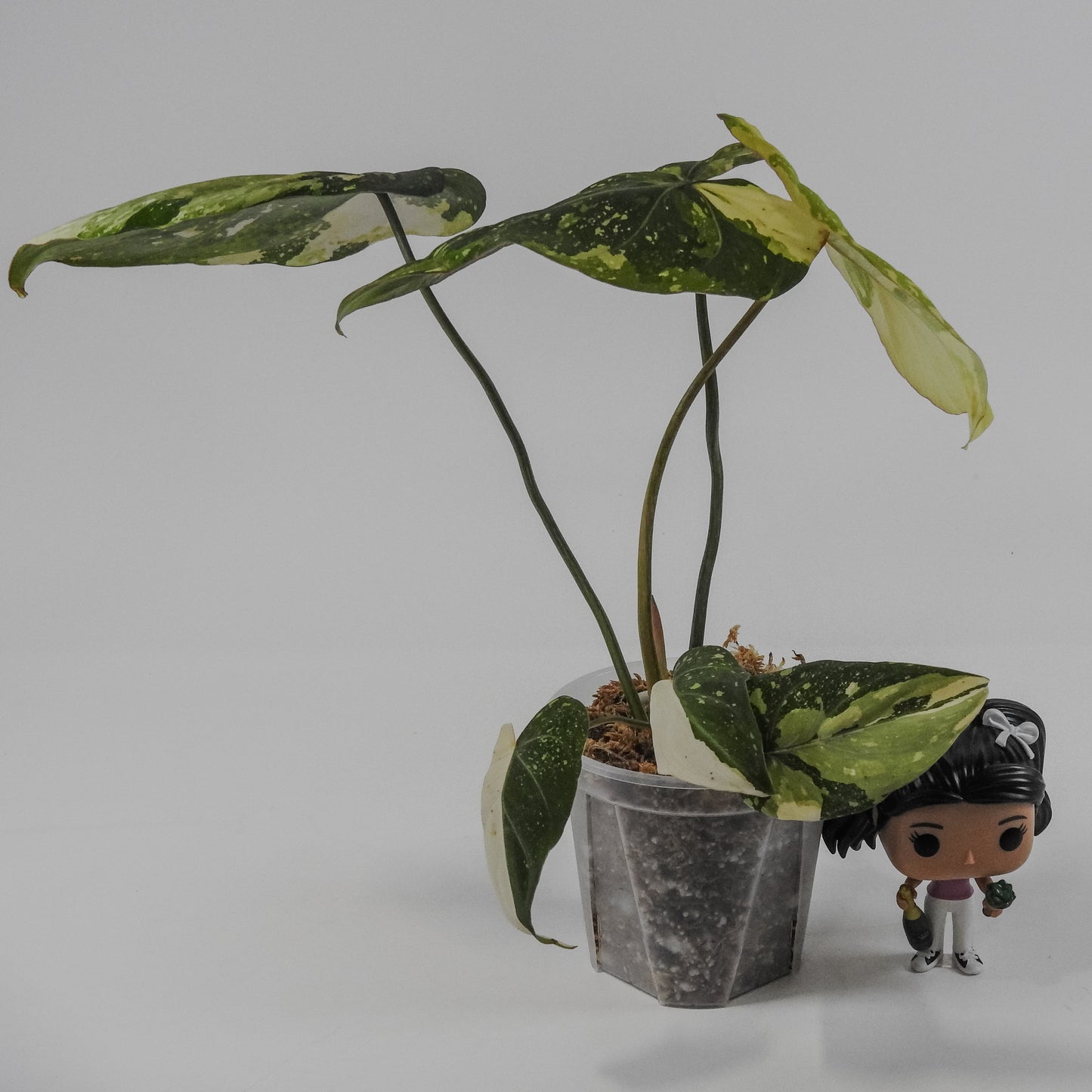 Philodendron Gloriosum Variegated Type 2 (3122)