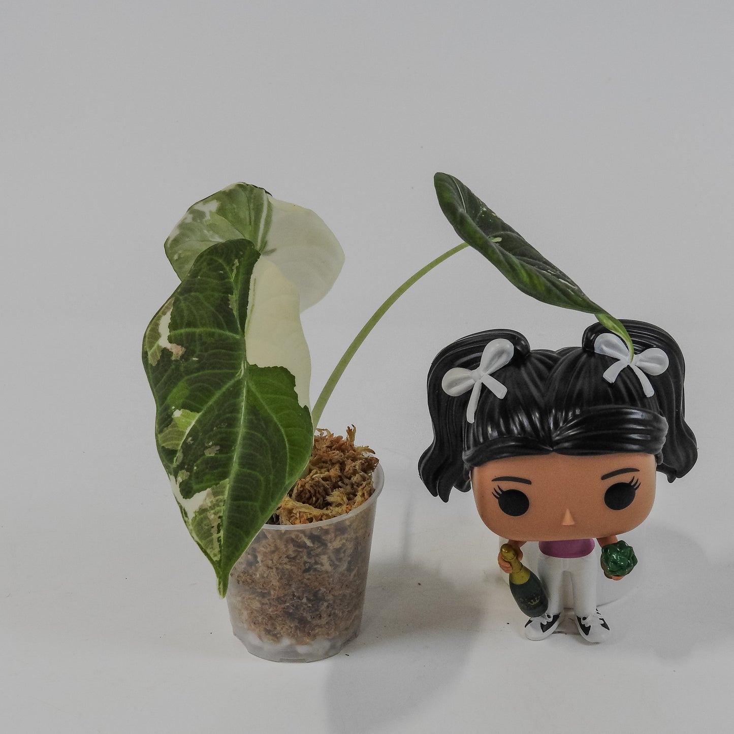 Alocasia 'Maharani' Albo Variegated (3118)