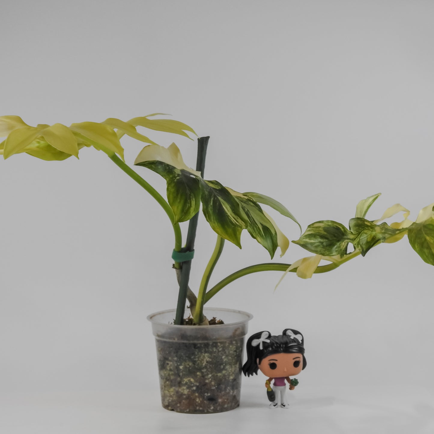 Philodendron Distantilobum Variegated (3126)