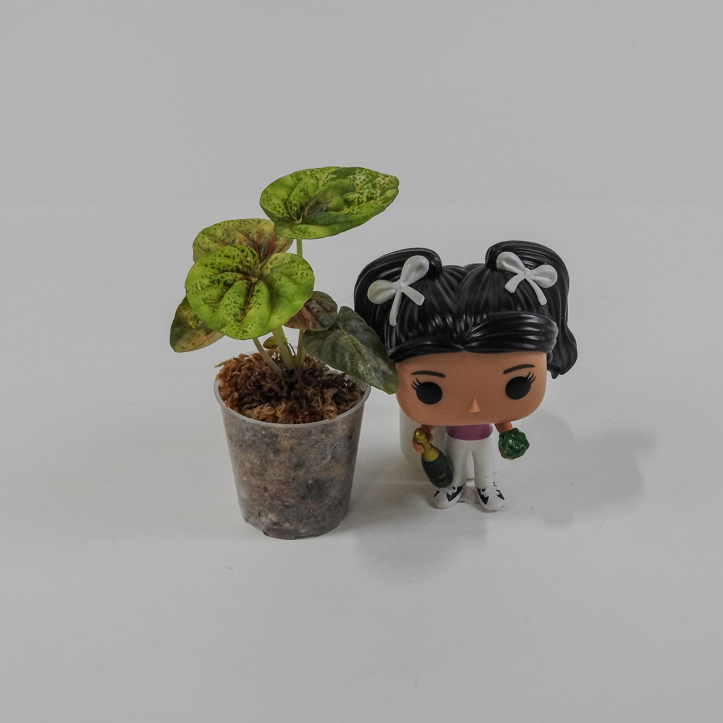 Peperomia 'Pink QQ Candy' (3127)