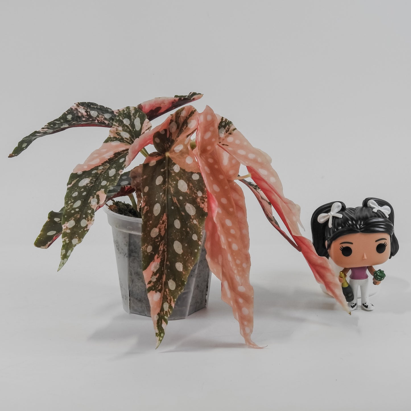 Begonia 'Maculata' Pink Variegated (3125)