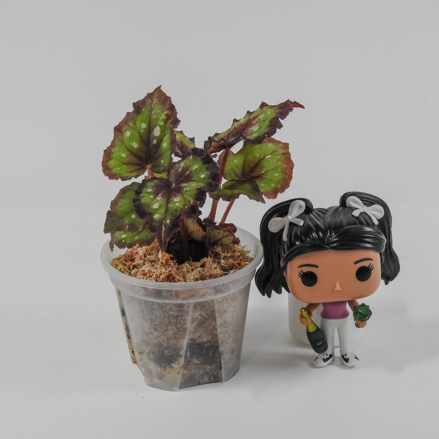 Begonia 'Dreamin' Green' (3123)