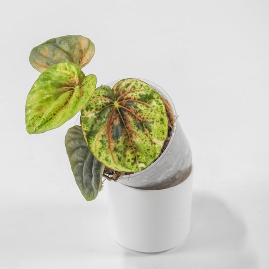 Peperomia 'Pink QQ Candy' *Growers Choice*