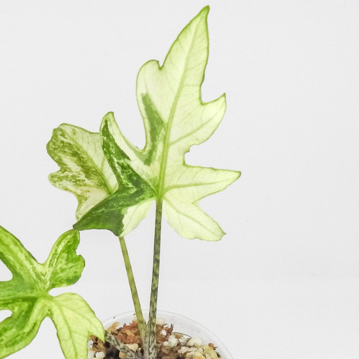 Alocasia 'Brancifolia' Albo Variegated (3201)