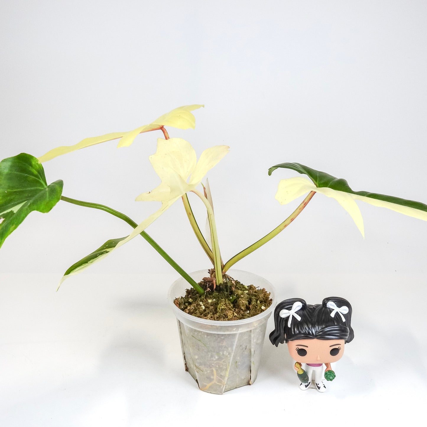 Philodendron 'Golden Dragon' Variegated (3204)