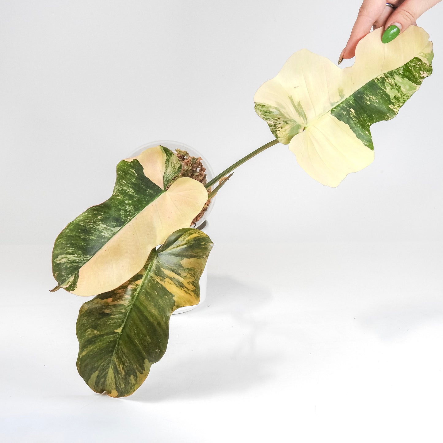 Philodendron Fiora (Florida Beauty Var) x (Mayoi x Black Billietiae) (3205)