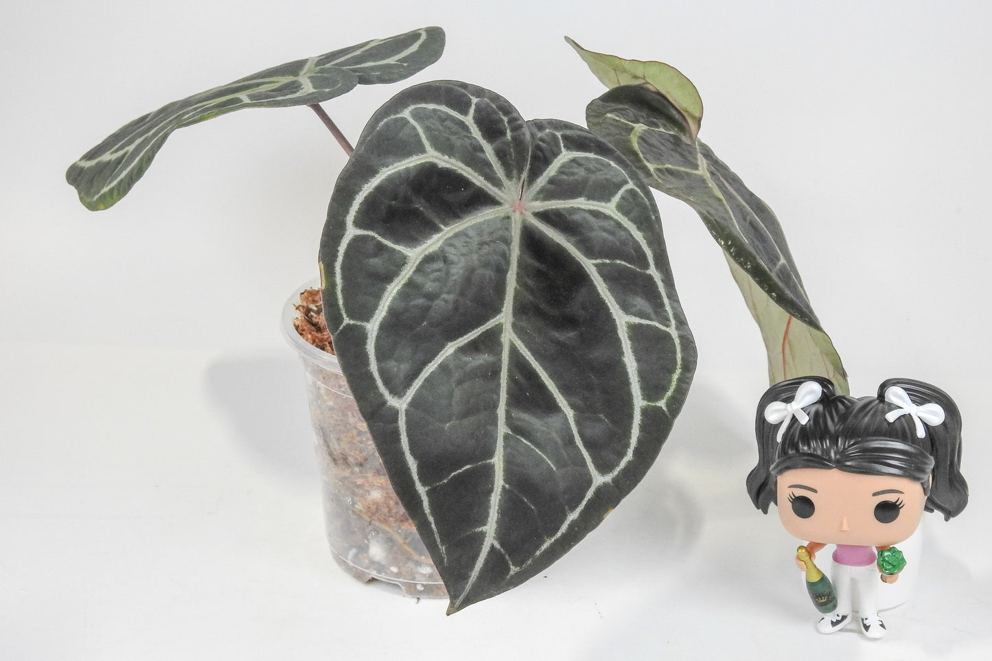 Anthurium 'Michelle' by Doc Block (3216)