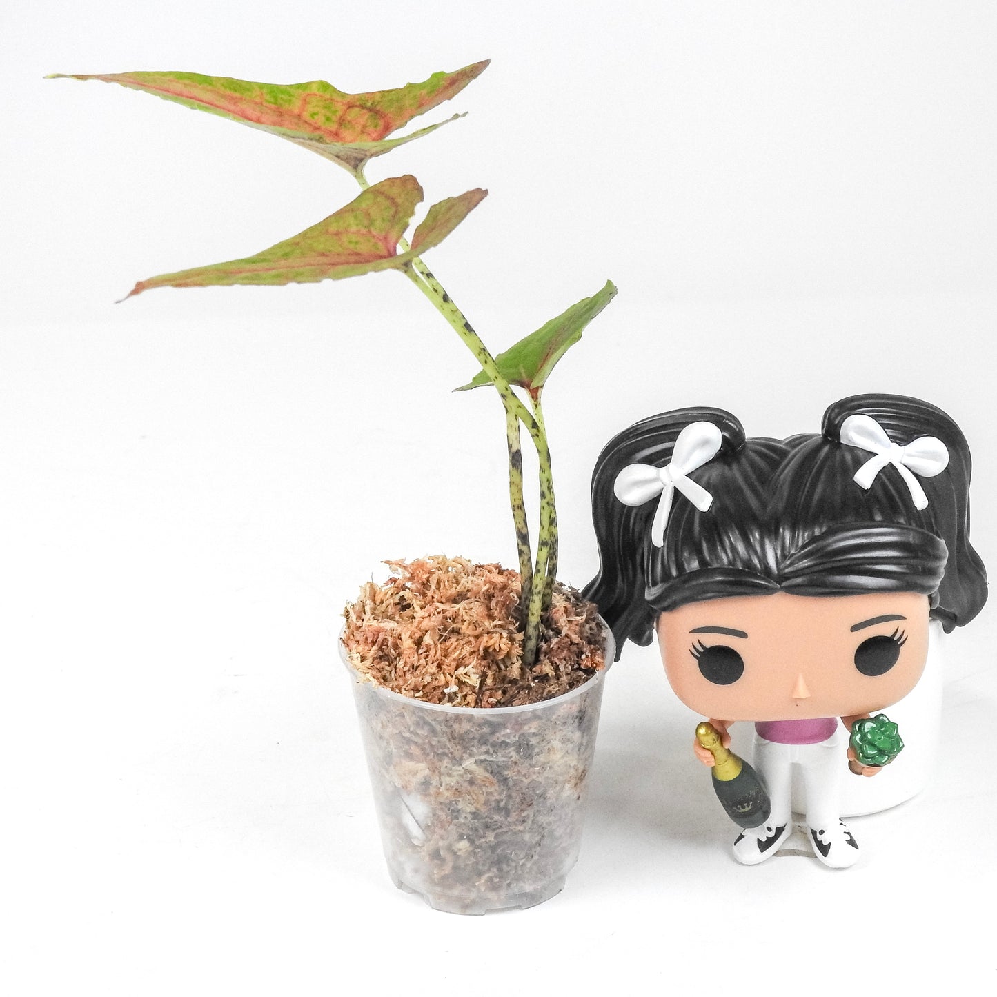 Cyrtosperma Johnstonii *Growers Choice*