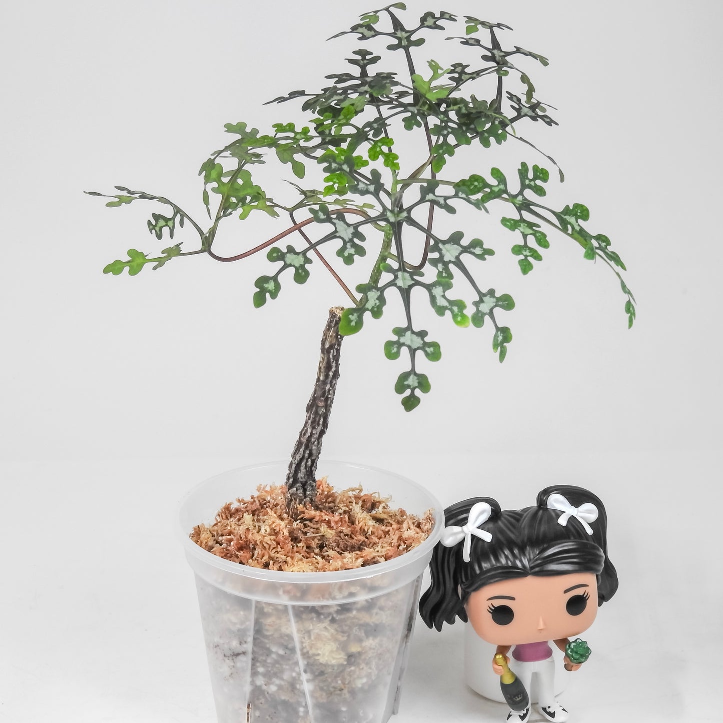 Adenia Perrieri *Growers Choice*