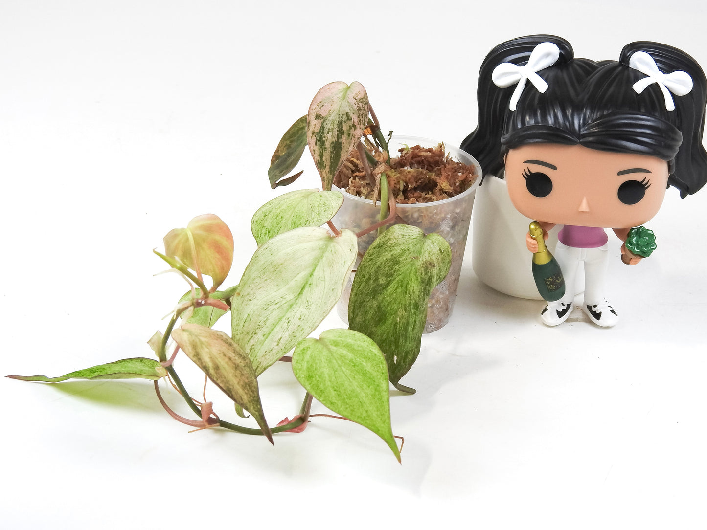 Philodendron Micans Pink Mint (3319)