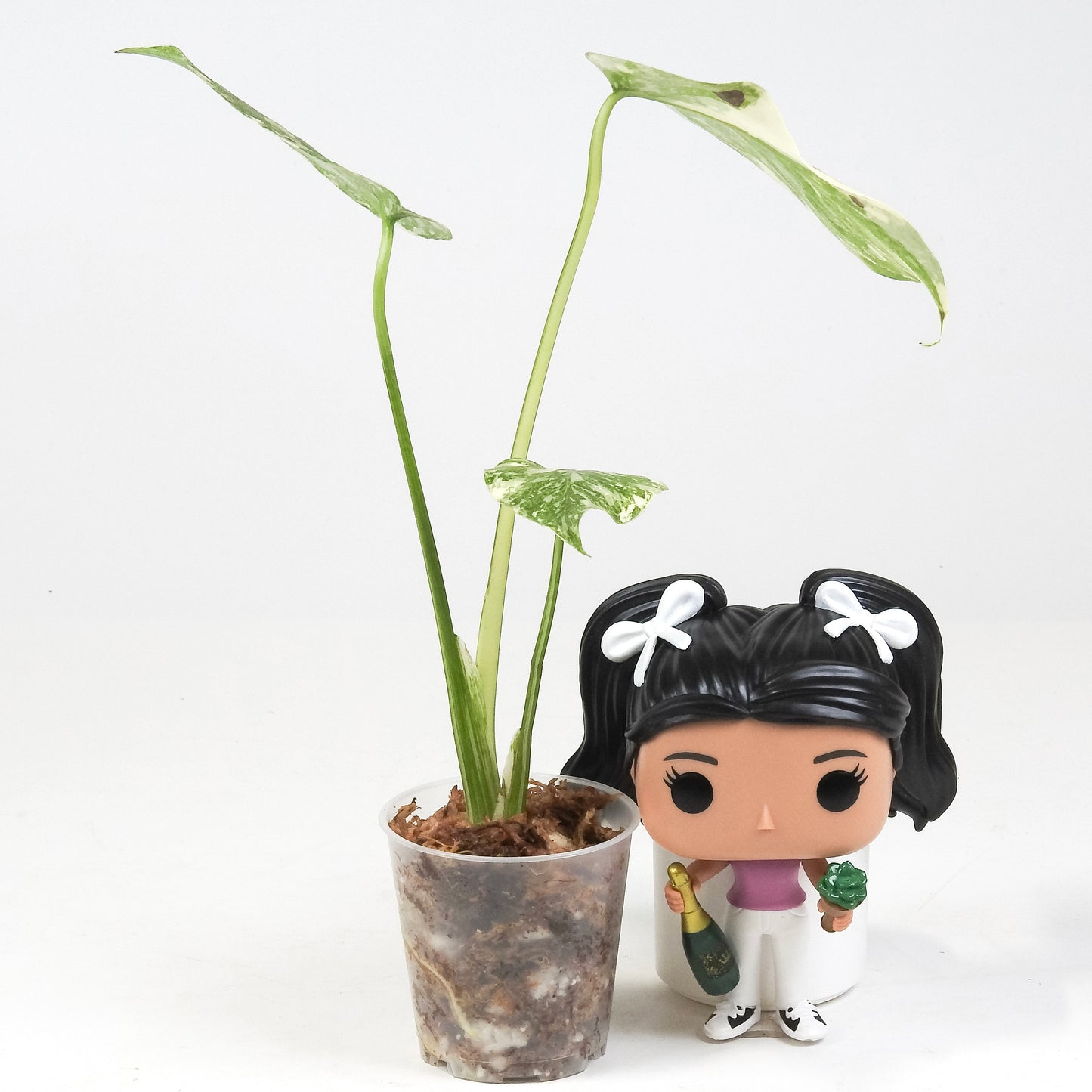 Monstera Deliciosa 'Crème Brûlée' (3301)
