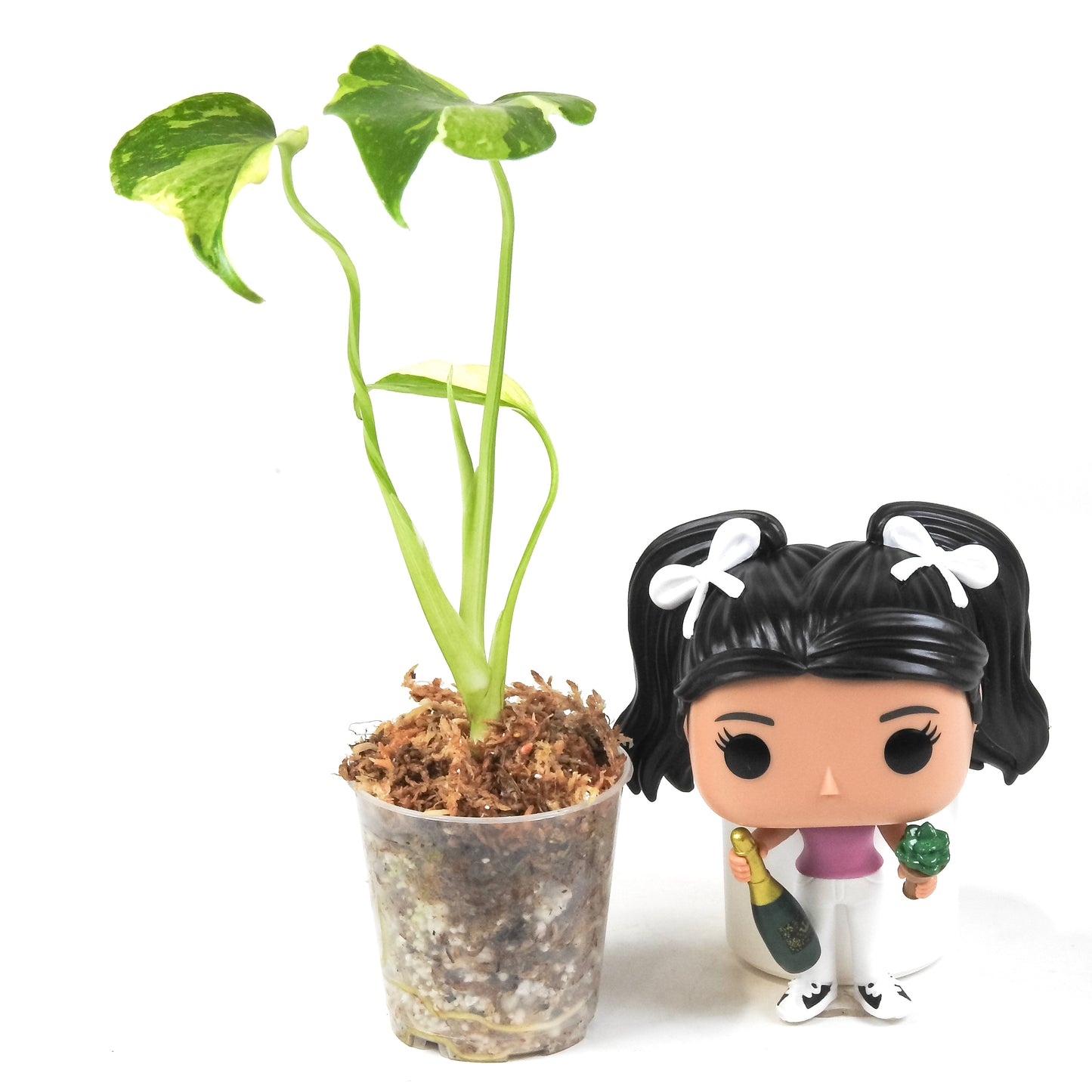 Monstera Deliciosa 'Electrolyte' (3307)