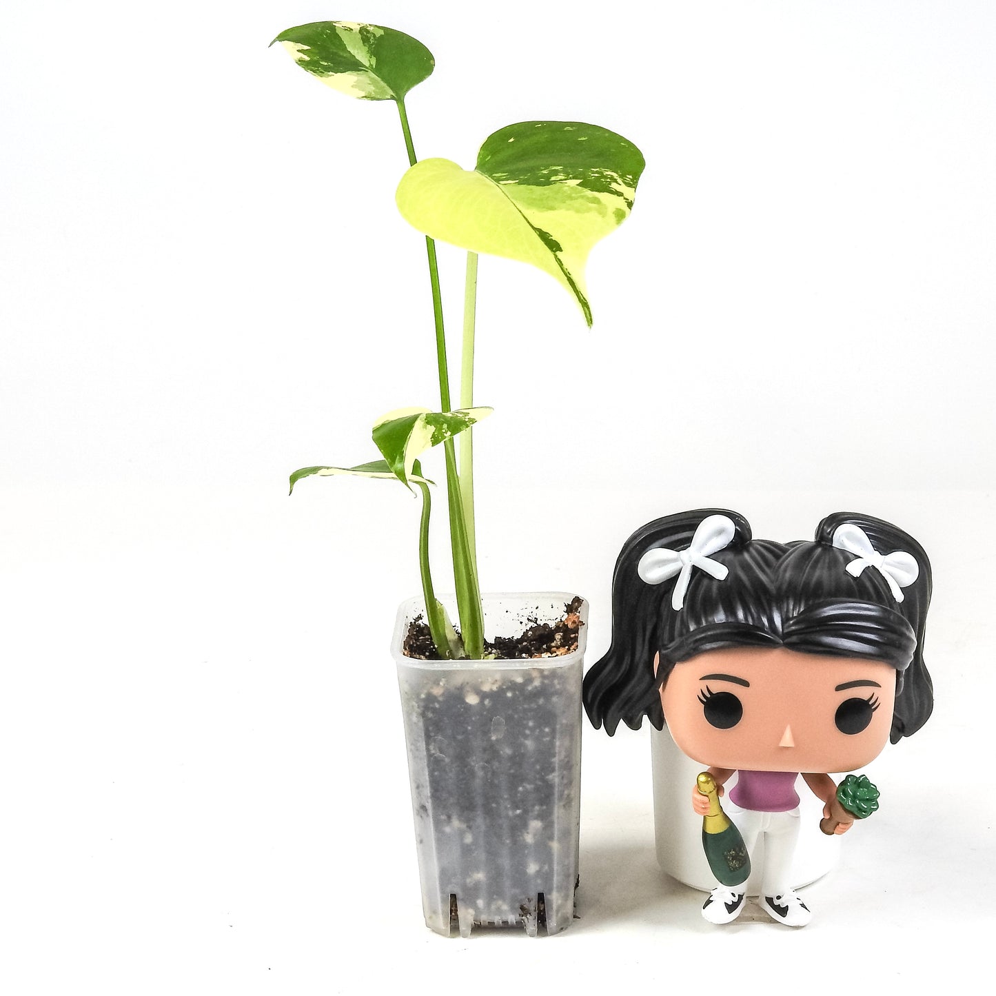 Monstera Deliciosa Pom Pom (3308)