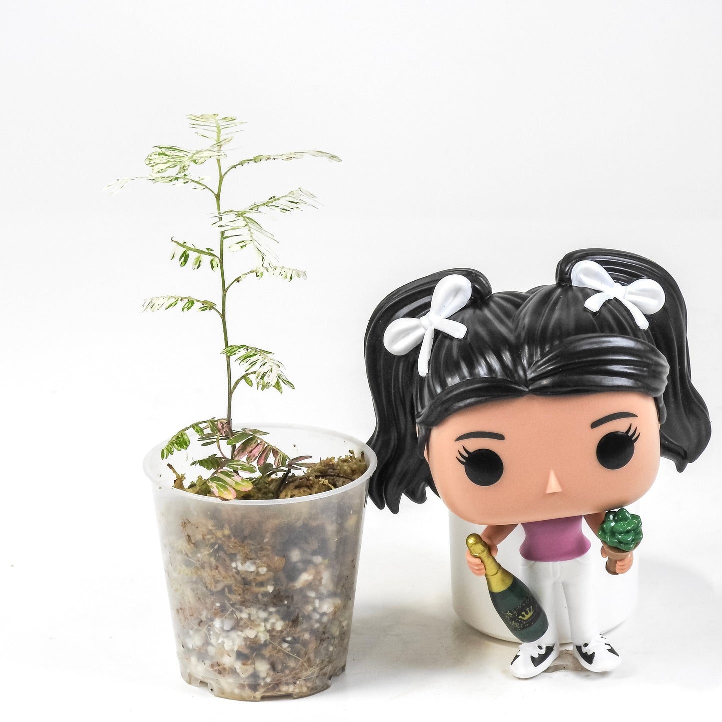 Phyllanthus 'Urinaria' Pink (Aka Sensitive Plant) (3300)