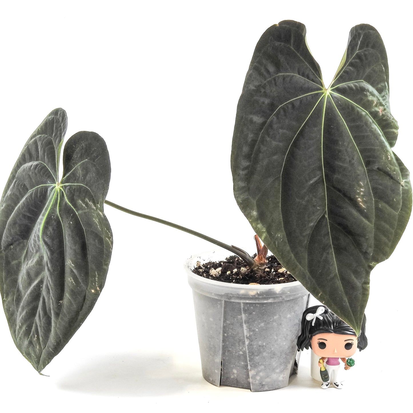 Anthurium AOS Tezula Darkform x BVEP Oliver (3316)