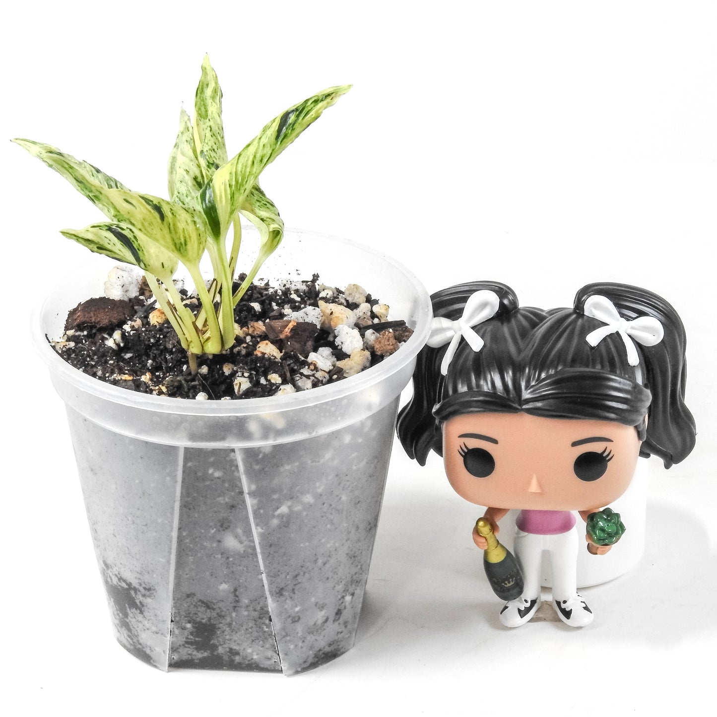 Epipremnum Teruno World 'Love Song' (3312)