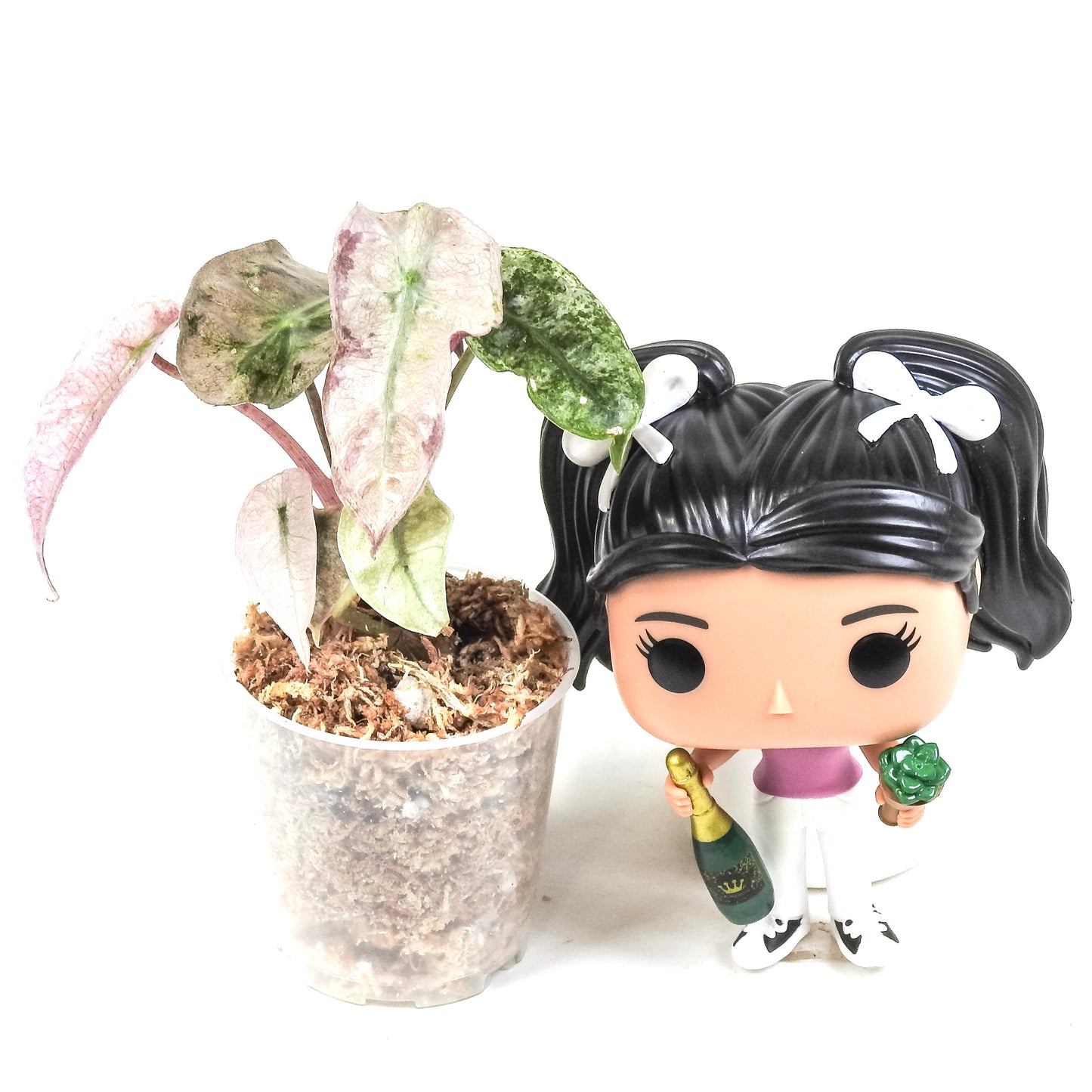 Alocasia Polly Mint *Growers Choice*