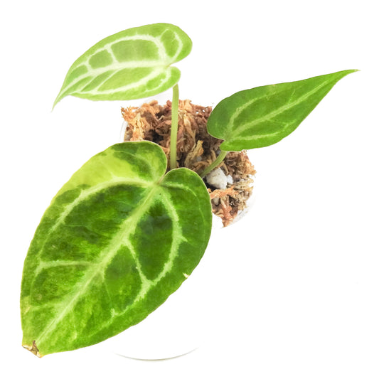 Anthurium 'Magnificum' Variegated *Growers Choice*