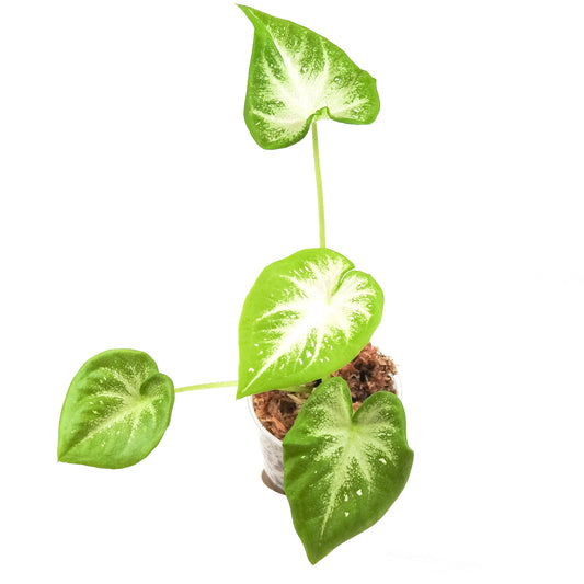 Caladium 'S13' *Growers Choice*