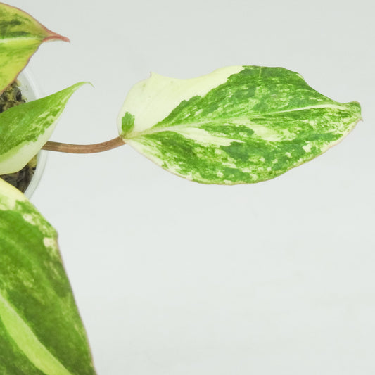 Philodendron Gloriosum Variegated Type 2 (3401)