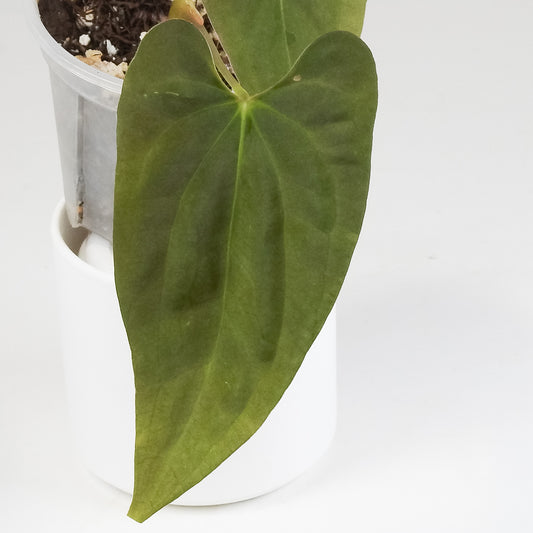 Anthurium AOS x BVEP (Oliver) x PanaMama (3411)