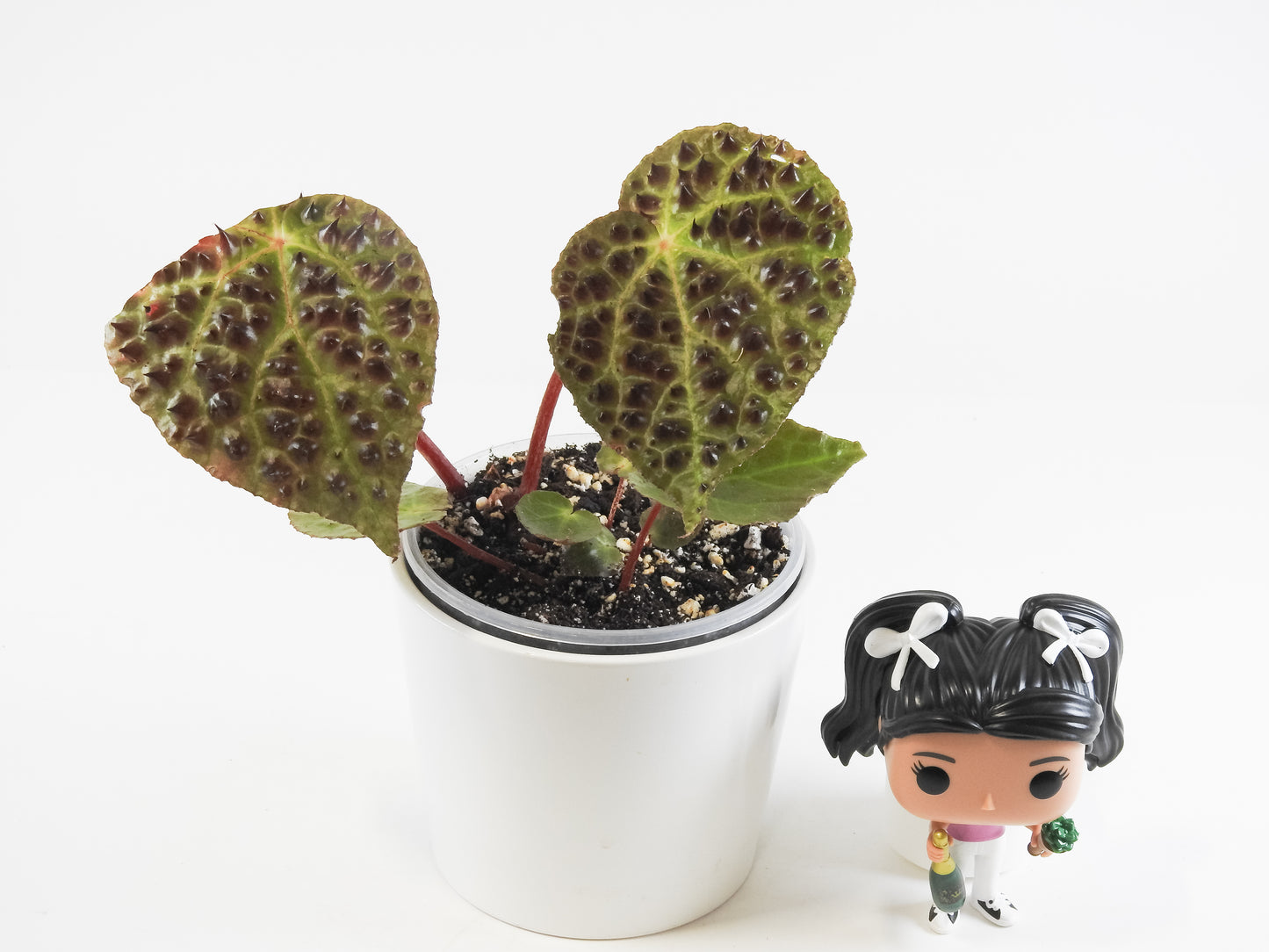 Begonia Ferox *Growers Choice*